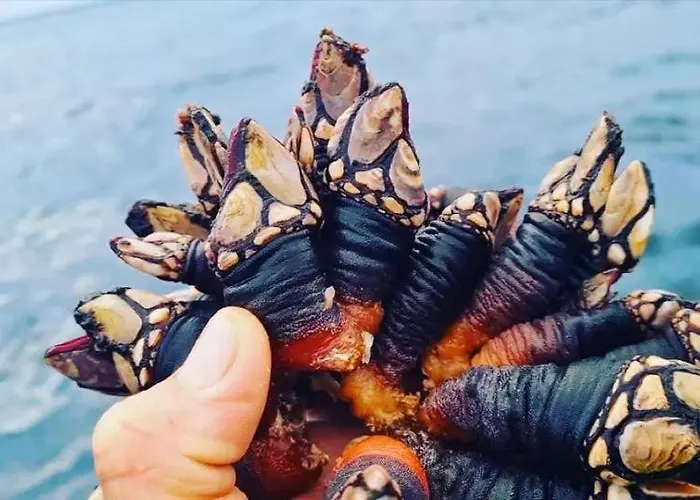 Apartment Ti Neves -