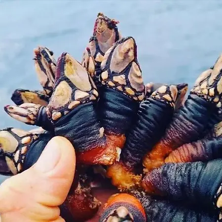 Lejlighed Ti Neves -